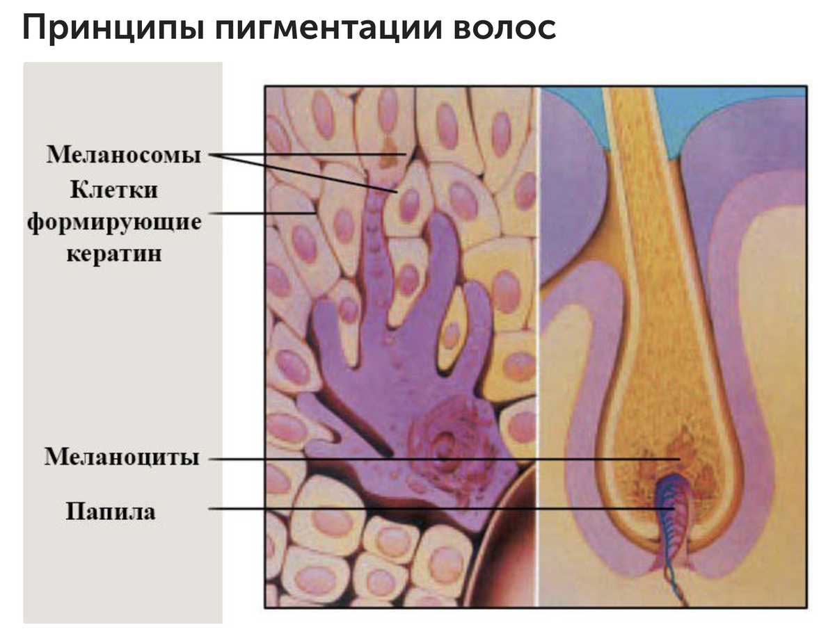 Мелонин. Строение волоса. Строение волоса пигмент. Пигмент в луковице волоса.