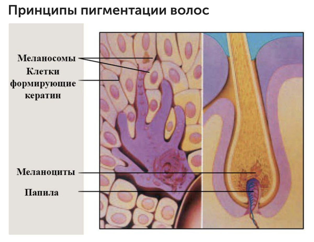 Пигмент волоса меланин. Строение волоса. Пигмент в луковице волоса. Пигмент для волос.