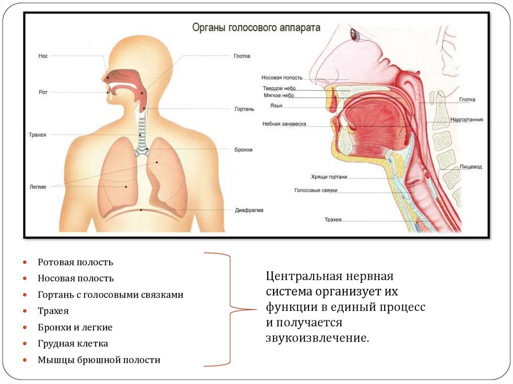 Голосовые резонаторы. Строение дыхательной системы и голосового аппарата. Дыхательный отдел речевого аппарата. Дыхательная система трахея анатомия человека. Схема строения голосового аппарата человека.