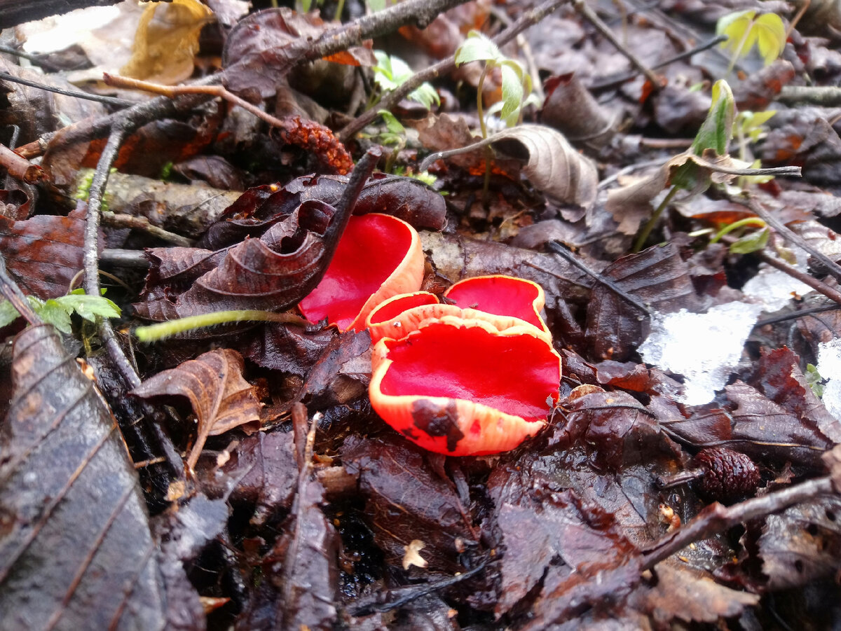 Саркосцифа алая. Фото автора. 