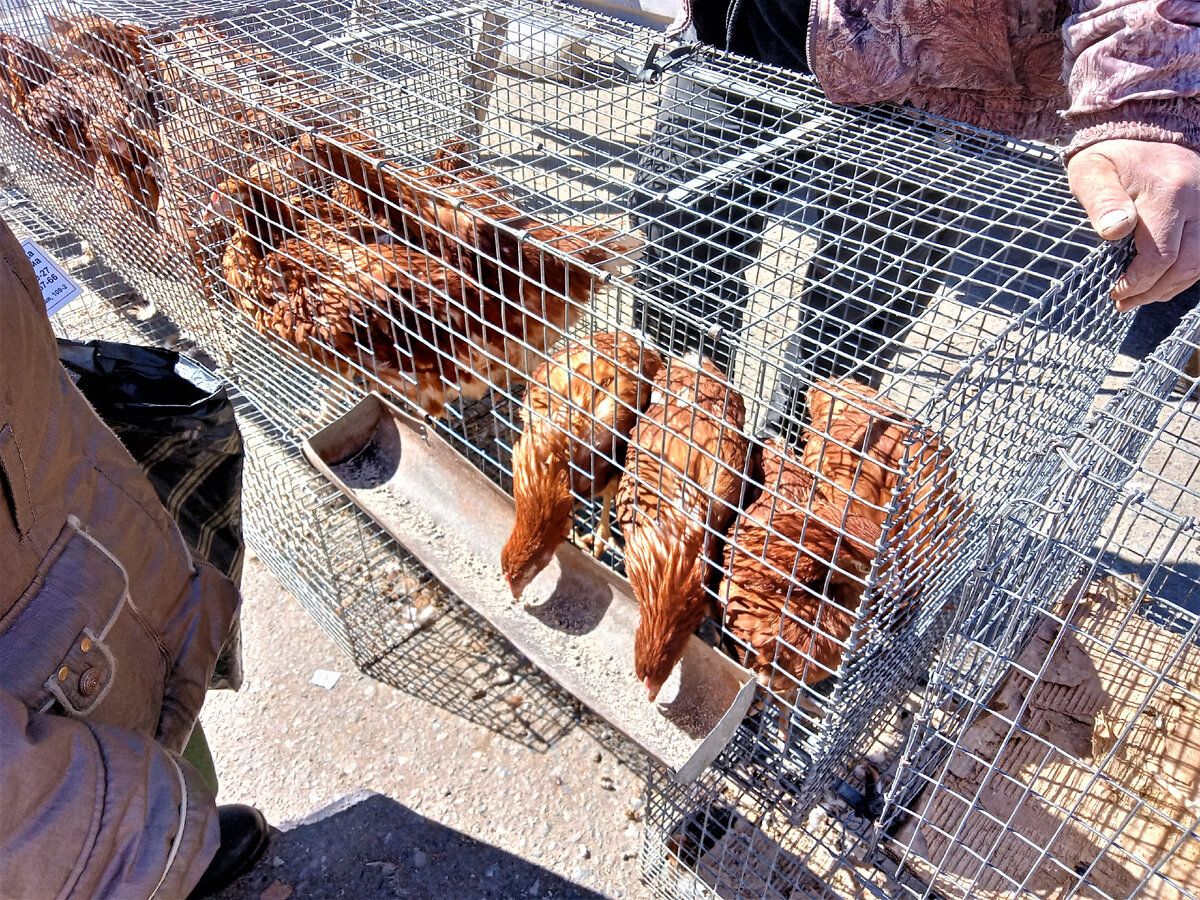 Курямбы. Фото автора