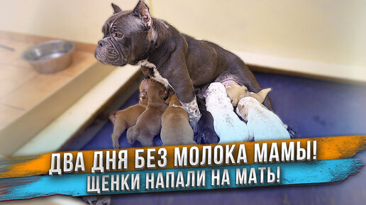 Голодные щенки накинулись на мать!