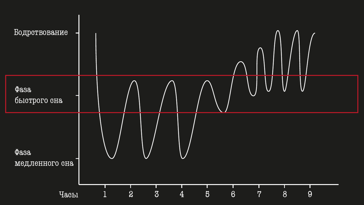 Примерный график фаз во время сна