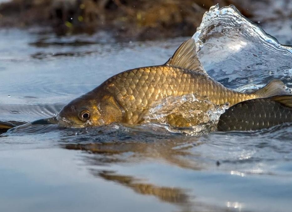 Fishing - Рыбалка