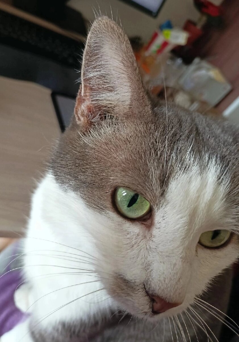 Глаза-изумруды! 😻