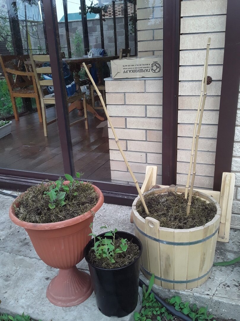 ... и один - "неофициальный" - протекающее обливное ведро, выброшенное из бани