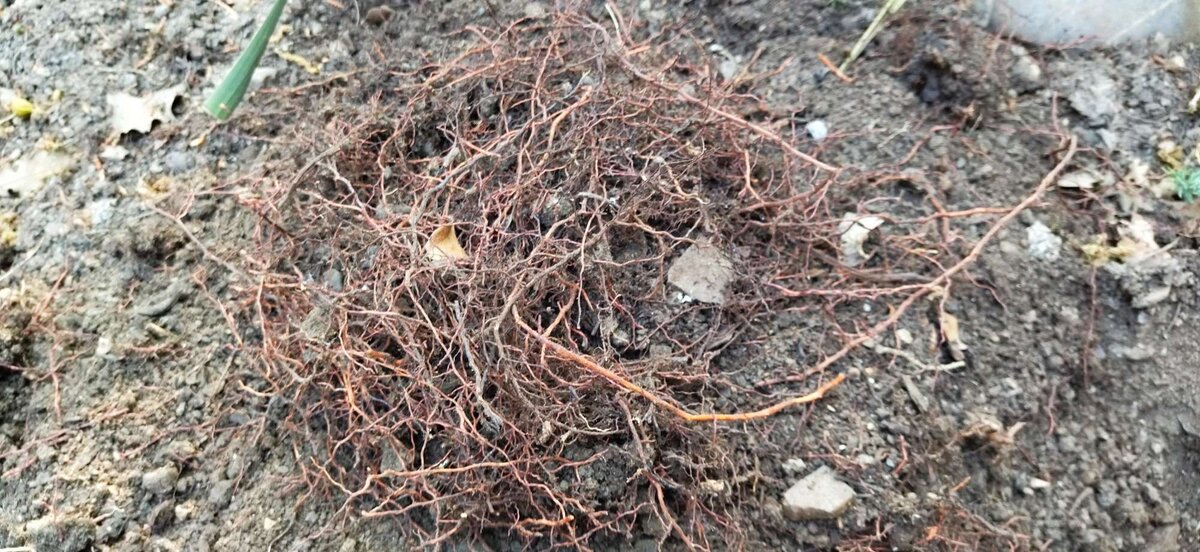 Непонятное растение-паразит. Выглядит как переплетение корней.