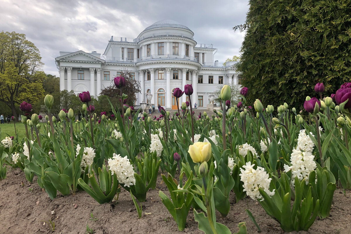 В Петербурге открылся фестиваль тюльпанов! Но рваться на Елагин остров пока  не стоит... Хотя и сейчас есть на что посмотреть! | Олег Еверзов | Дзен