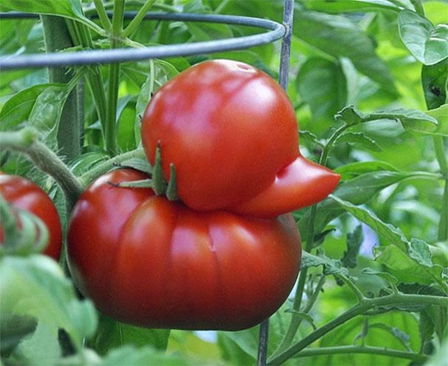 Что съесть от диабета. 5 продуктов, которые помогают снизить уровень сахара2
