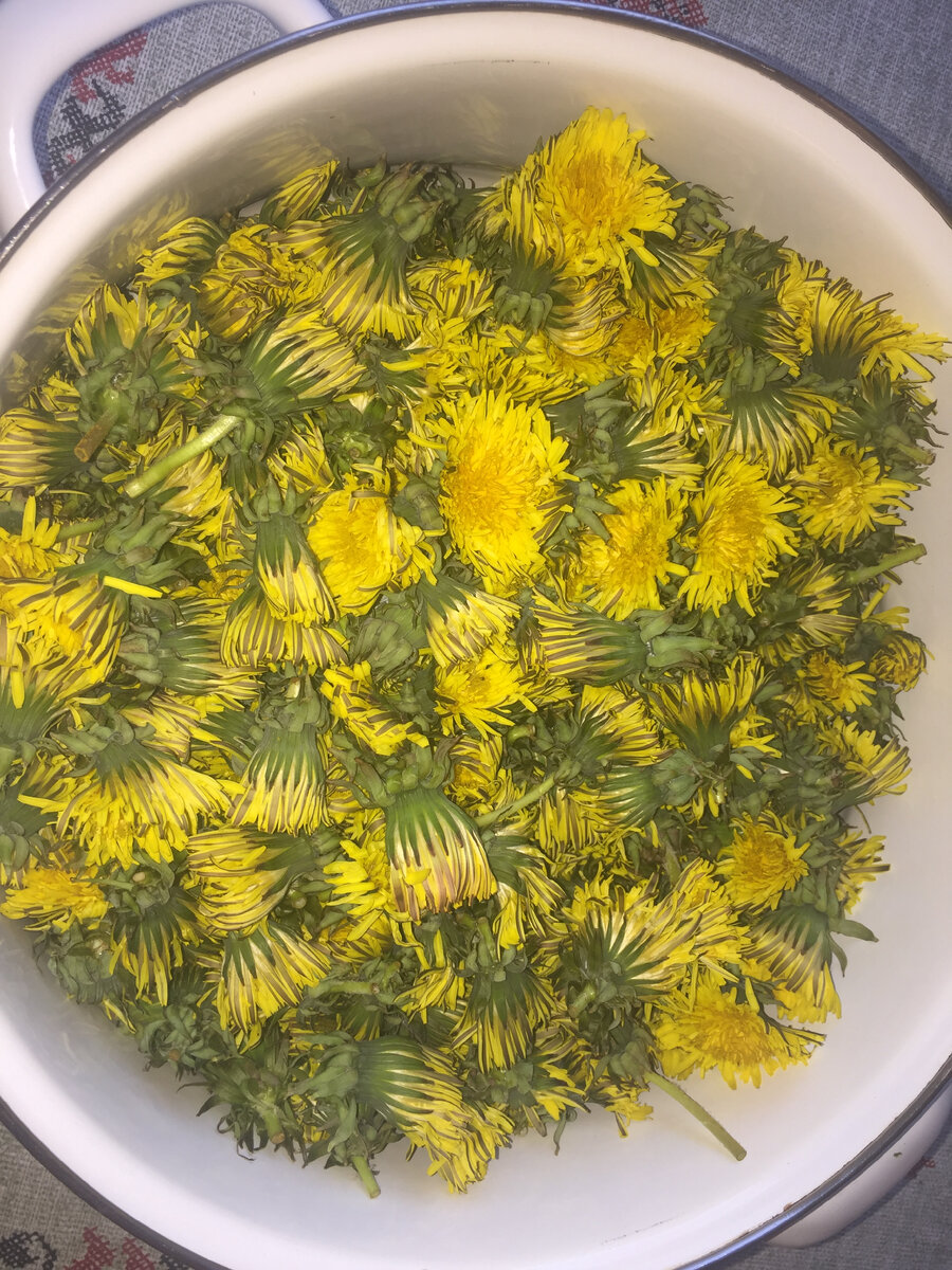 Одуванчики, положенные в кастрюлю, сразу съеживаются!