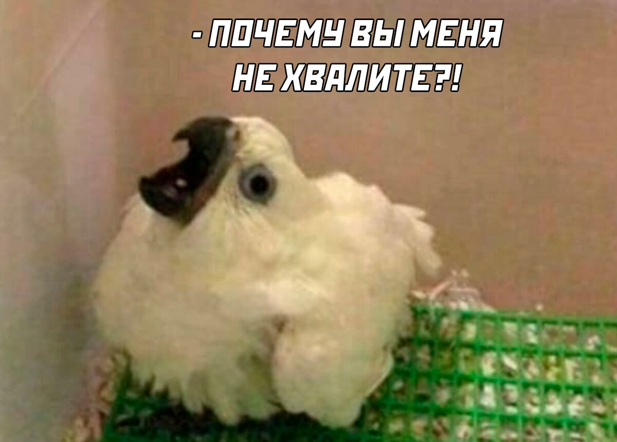 Все мы немного этот попуг...