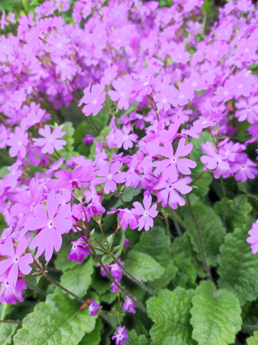 Фото сделано на даче в пригороде Челябинска 04 июня 2022 года