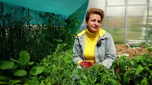 Томаты от наталии. Садовый мир. Садовый мир с Натальей Петренко посадка помидор лежа. Наталия Петренко посадка томатов 2021.