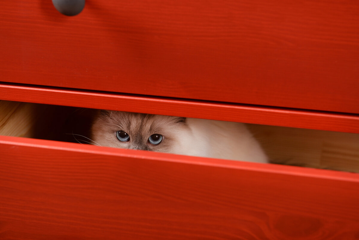 Что делать, если кошка обиделась? | Petshop Journal | Дзен