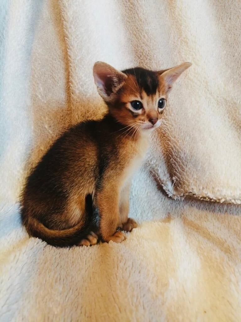 Знакомство с новой семьёй ( только разлучили с мамой- кошкой)