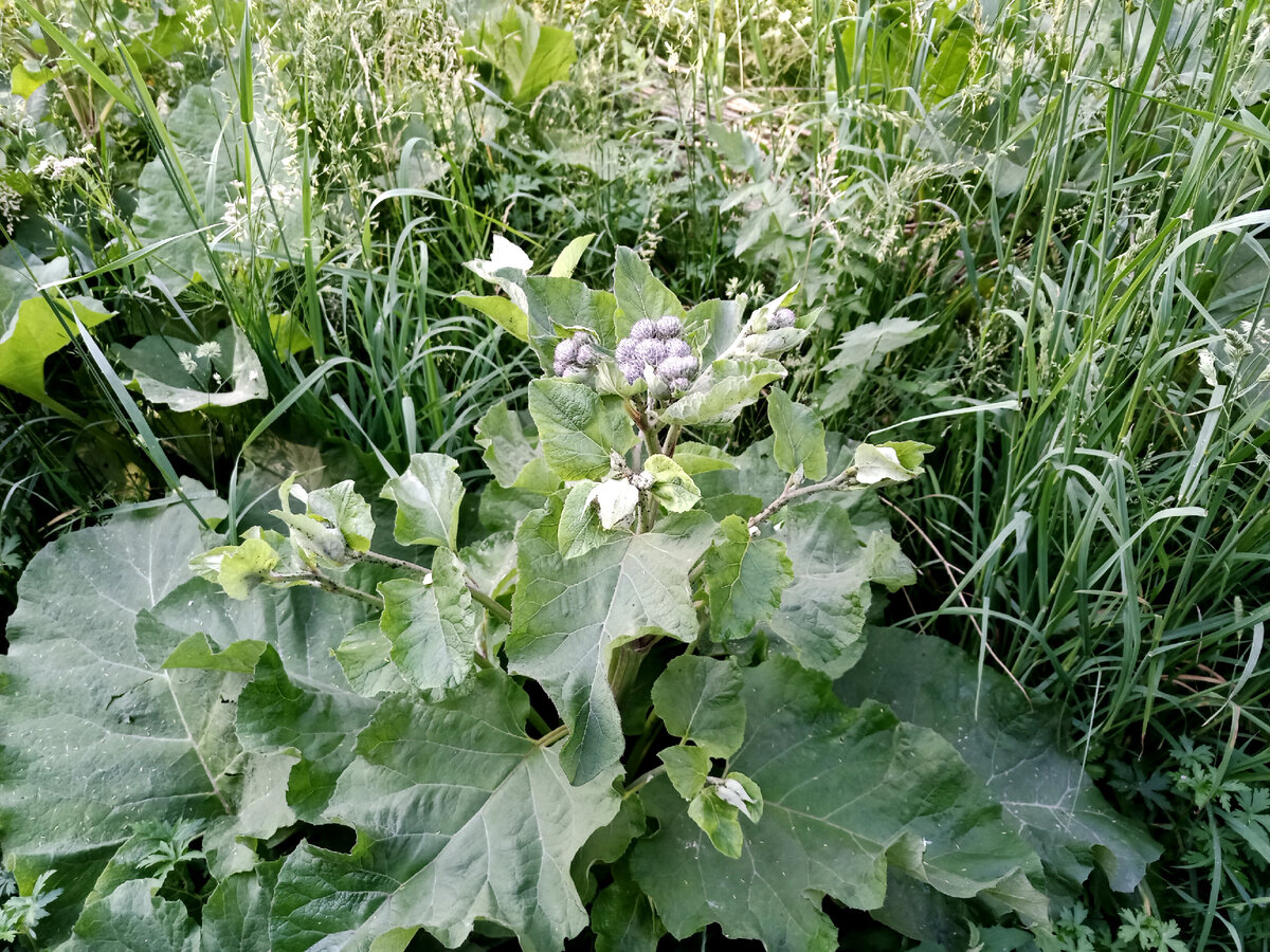 лопух невозможно спутать ни с каким другим растением