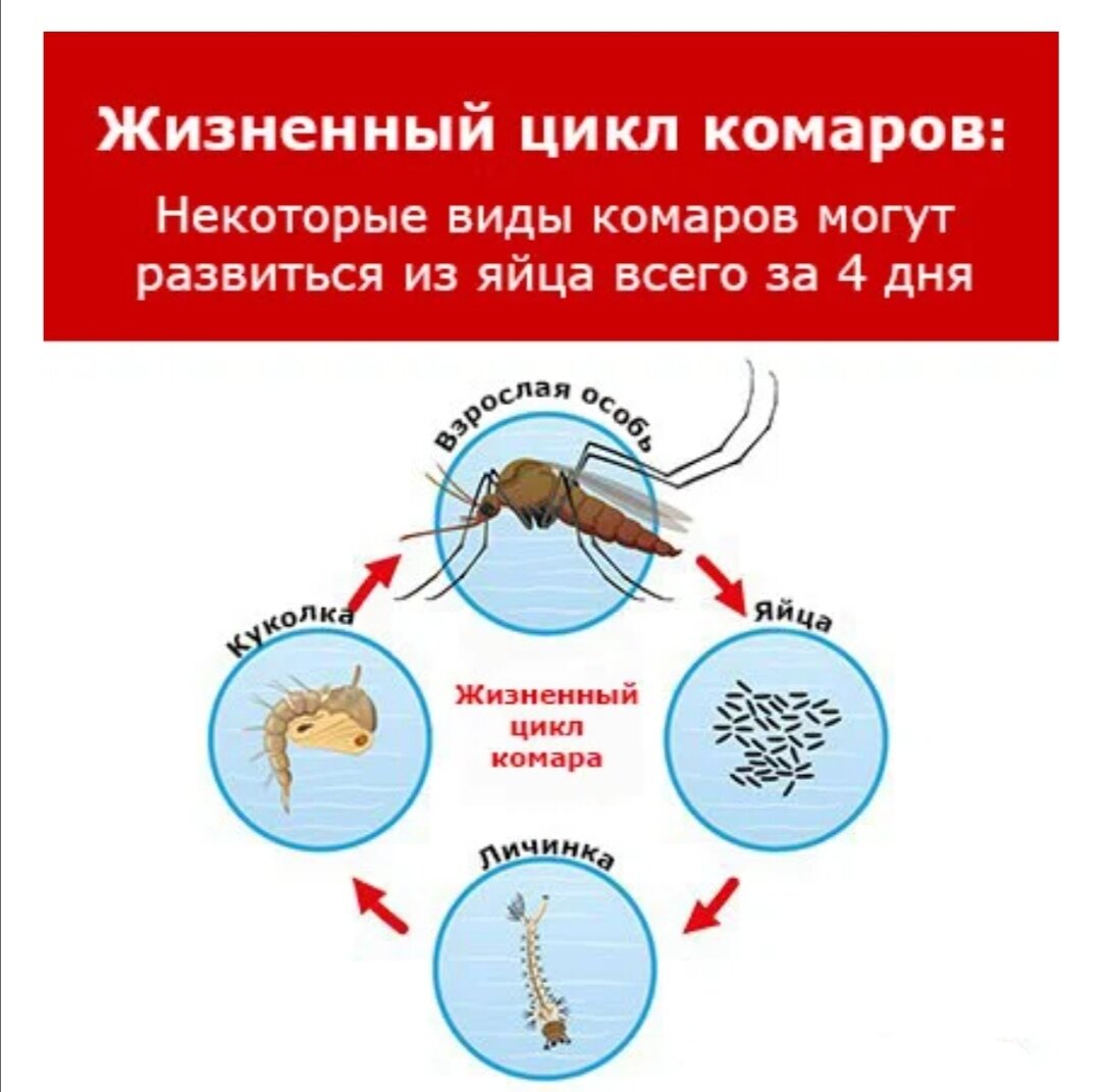 Сколько живут комары обыкновенные. Схема развития комара. Размножение комаров. Сколько живут комары. Сколько лет живут комары.