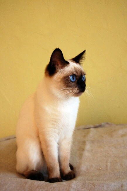 Молодая Суматра