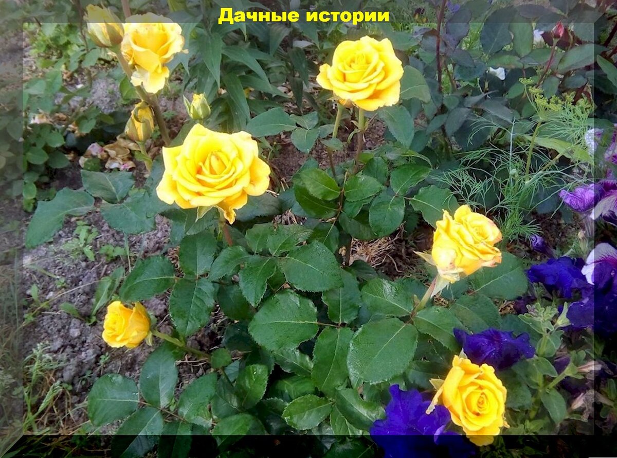 https://vk.com/photo-159774511_457254131. Роза Таро чайно гибридная
