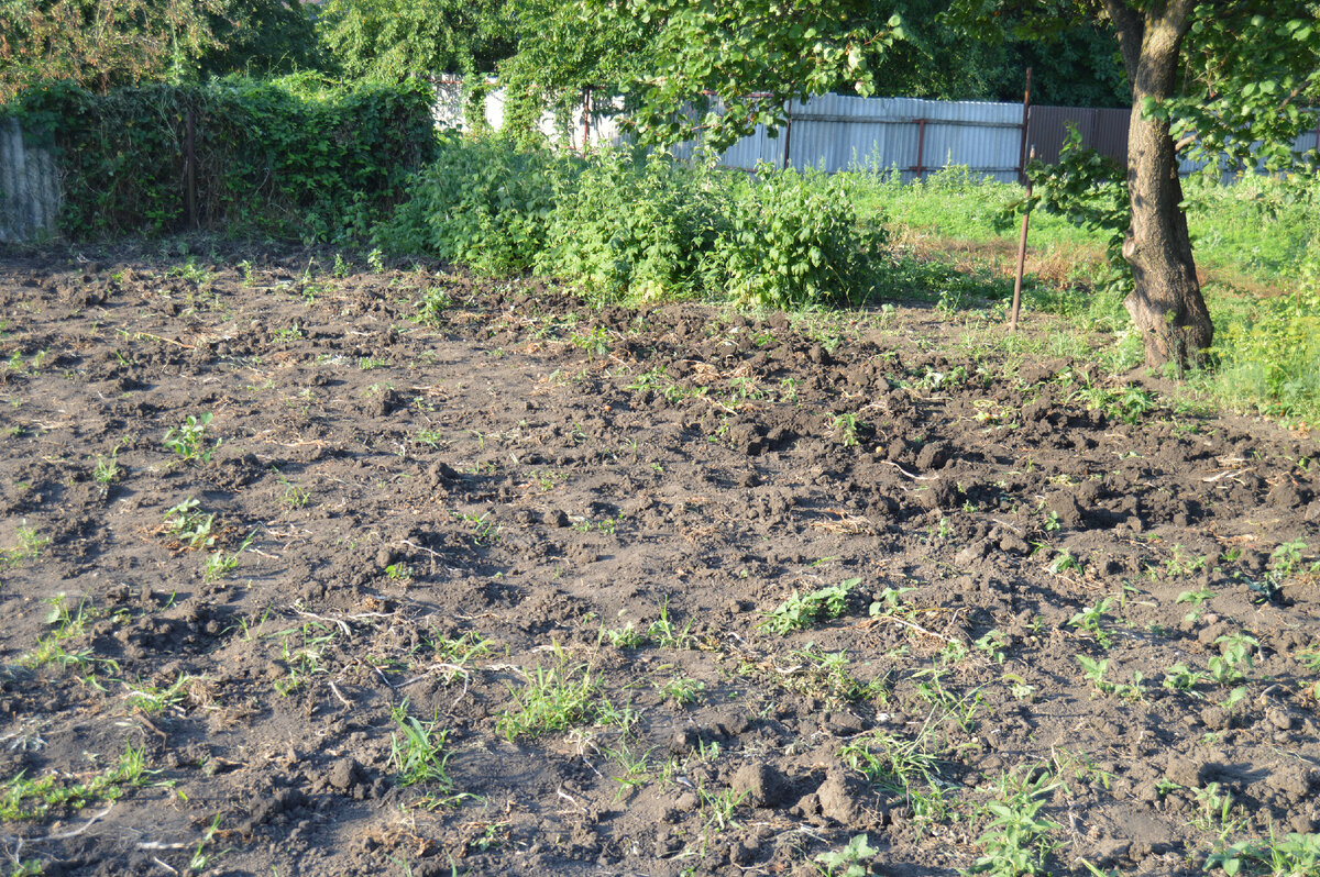 Фото автора. Место где рос картофель.