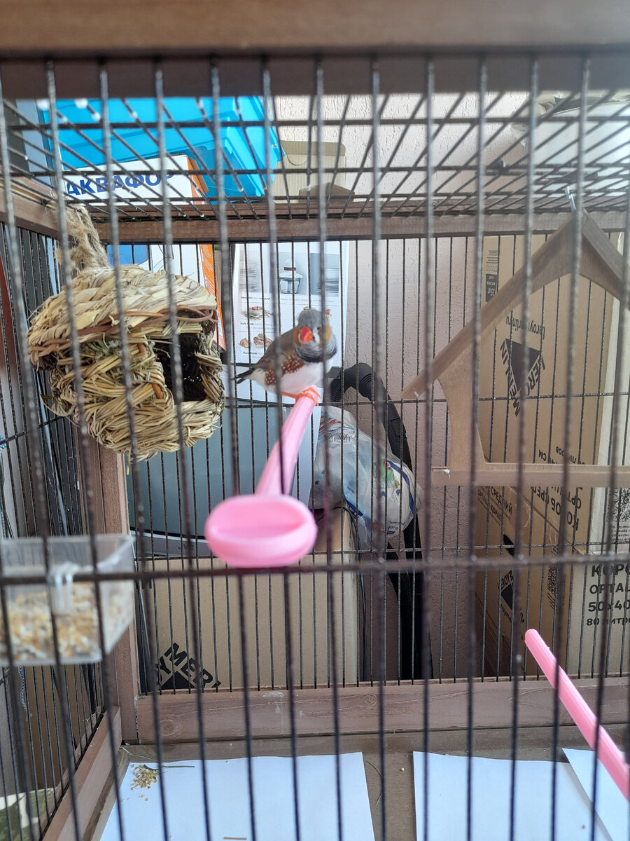 А это линька Чипа.  Самое начало,тут видно,как он начинает пыжится