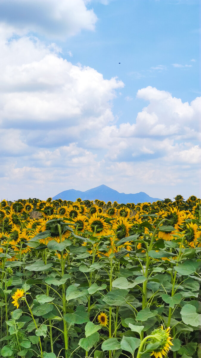По дороге из Кисловодска в Пятигорск, 26.07.2022