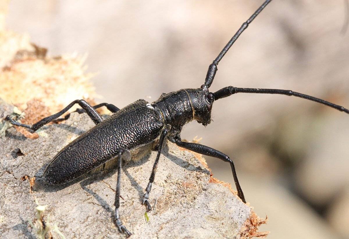    Фото: stop-klopu.com