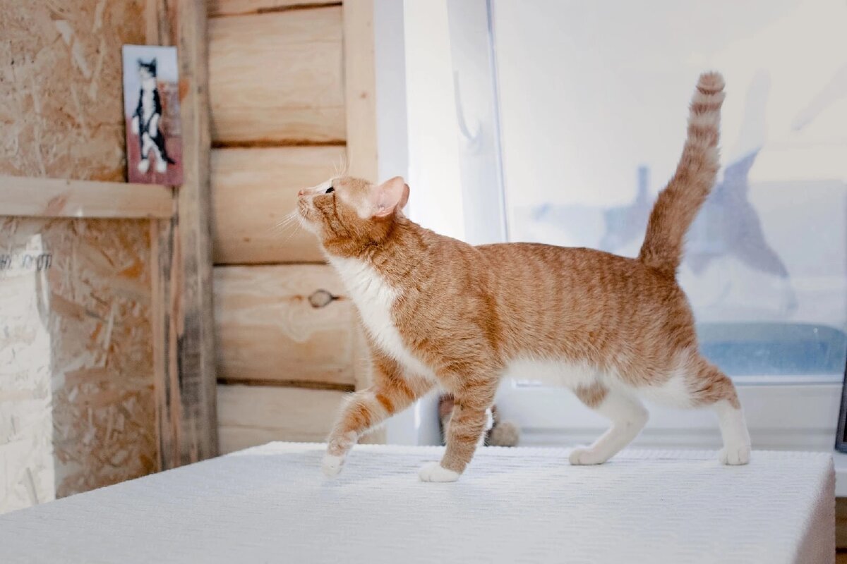 #гариксчастливыйхвост 