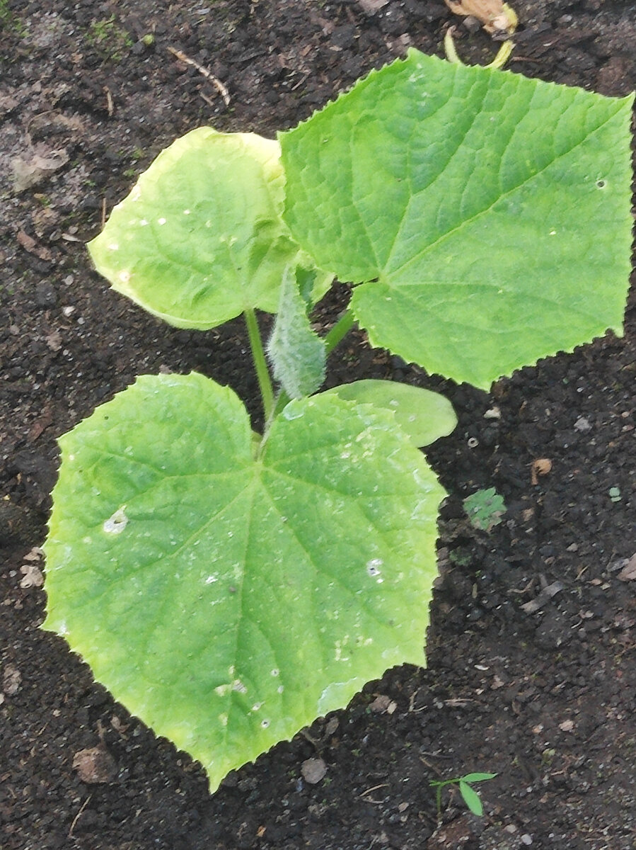 Фото автора, китайский огурец Восточный экспресс, конец июля 2022 года