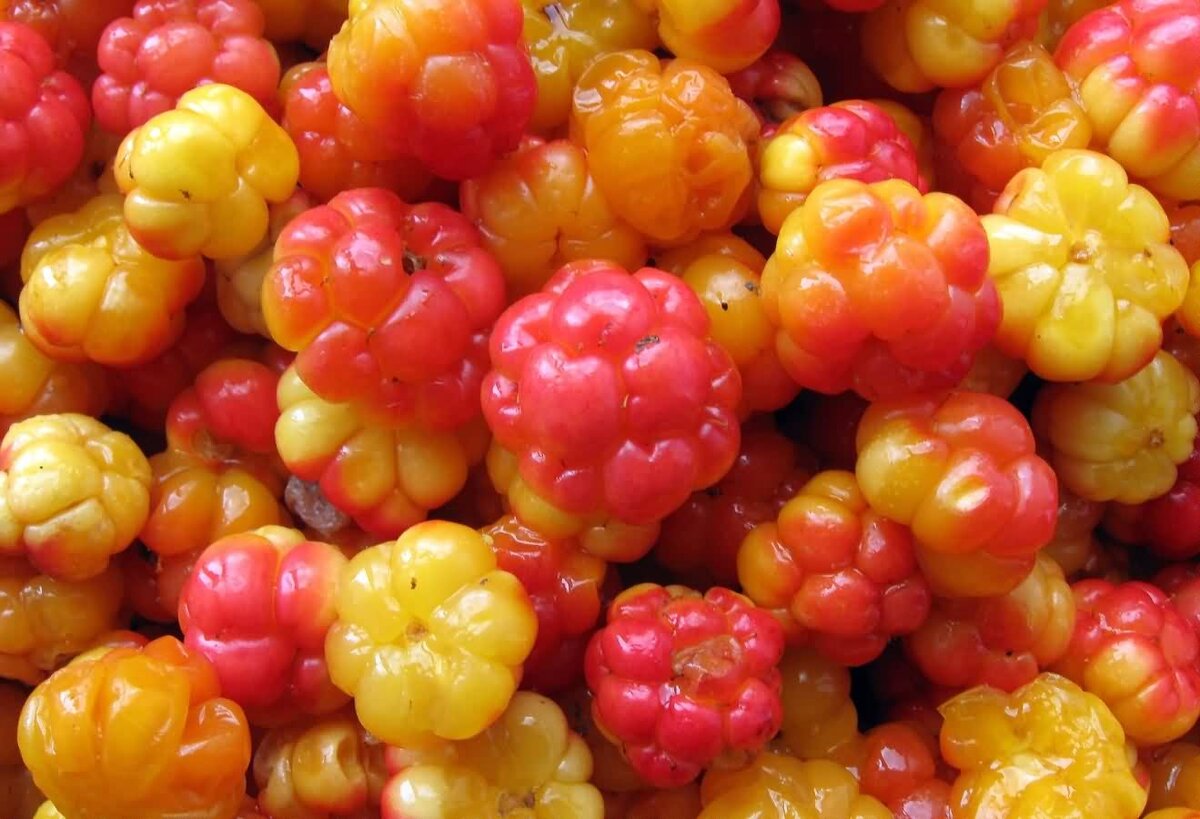 Самые интересные ягоды. Морошка (Rubus chamaemorus). Махлаки и Морошка. Морошка ягода куст. Морошка съедобная.
