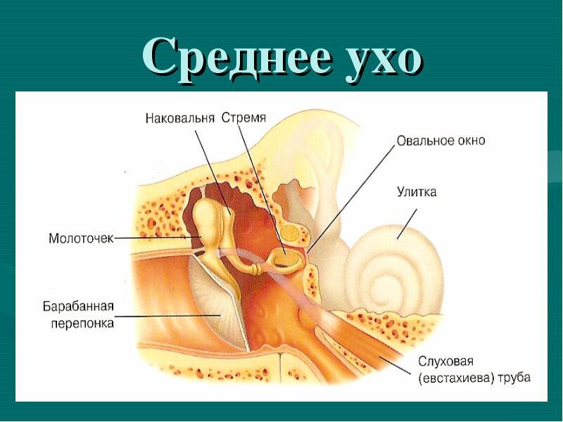 Можно ли греть воспаленное ухо при отите синей лампой?