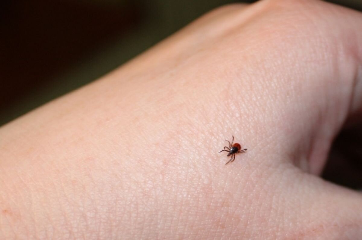    Более тысячи детей покусали клещи в Тверской области