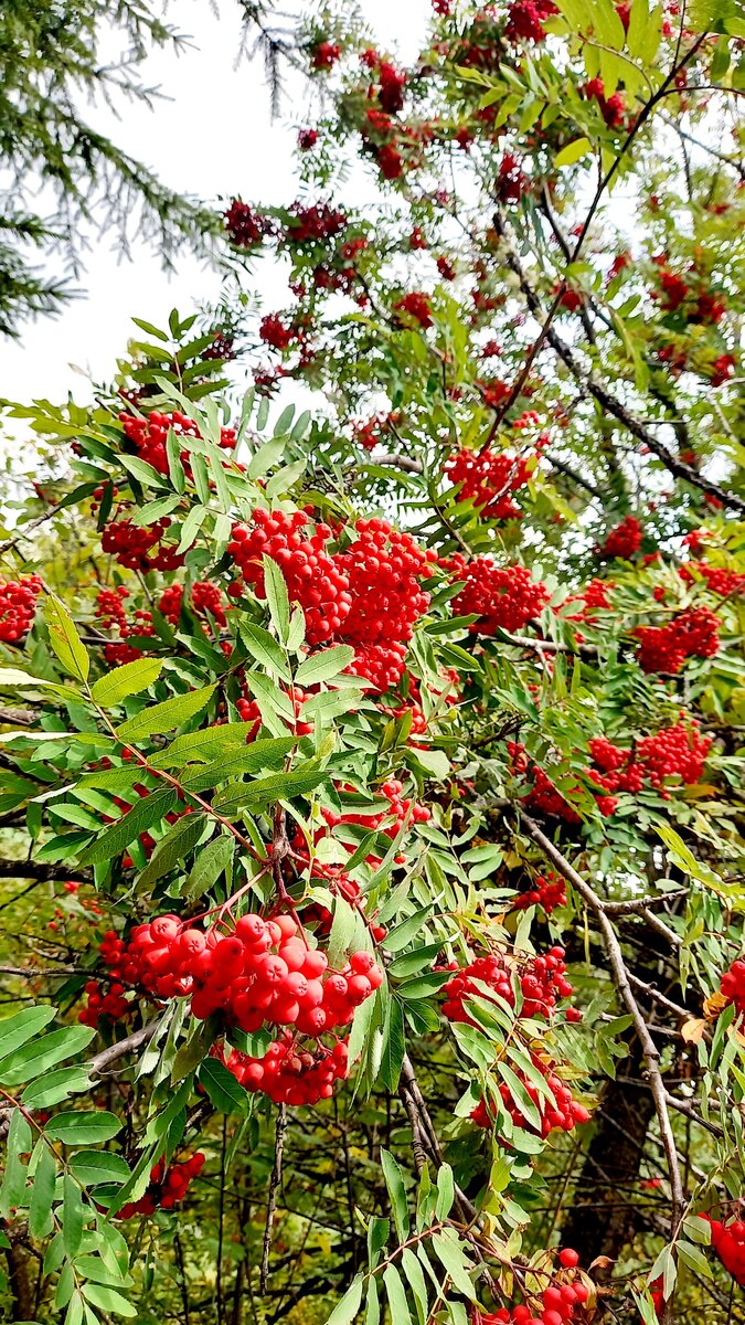 Рябина осенью, фото автора 