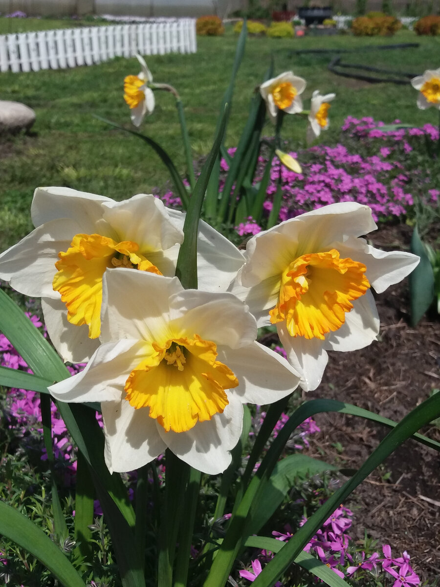 Нарциссы - простые, нежно пахнущие, весенние цветы, часто привлекают своим диким видом.