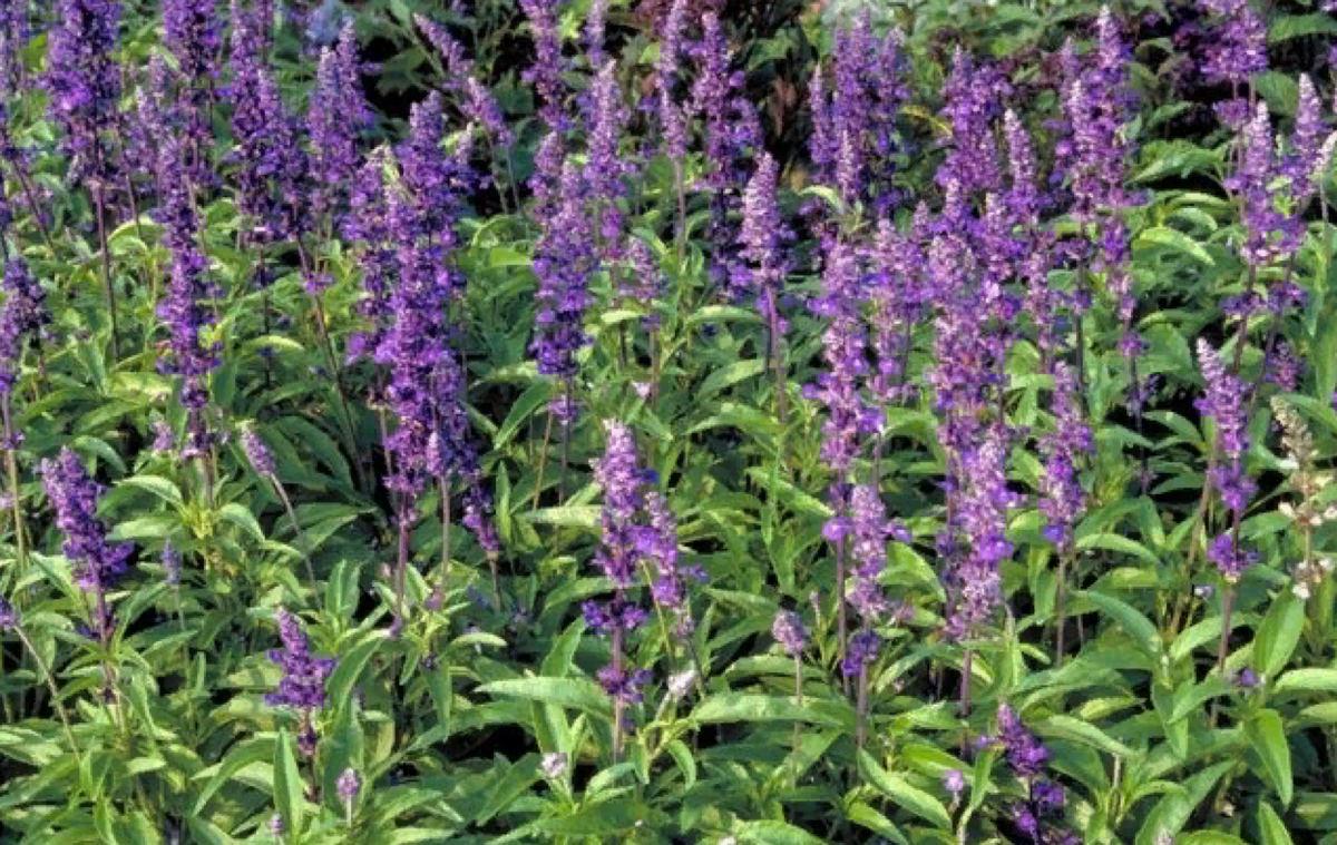 Шалфей мучнистый – теплолюбивое растение (источник фото: ogorod.ru)