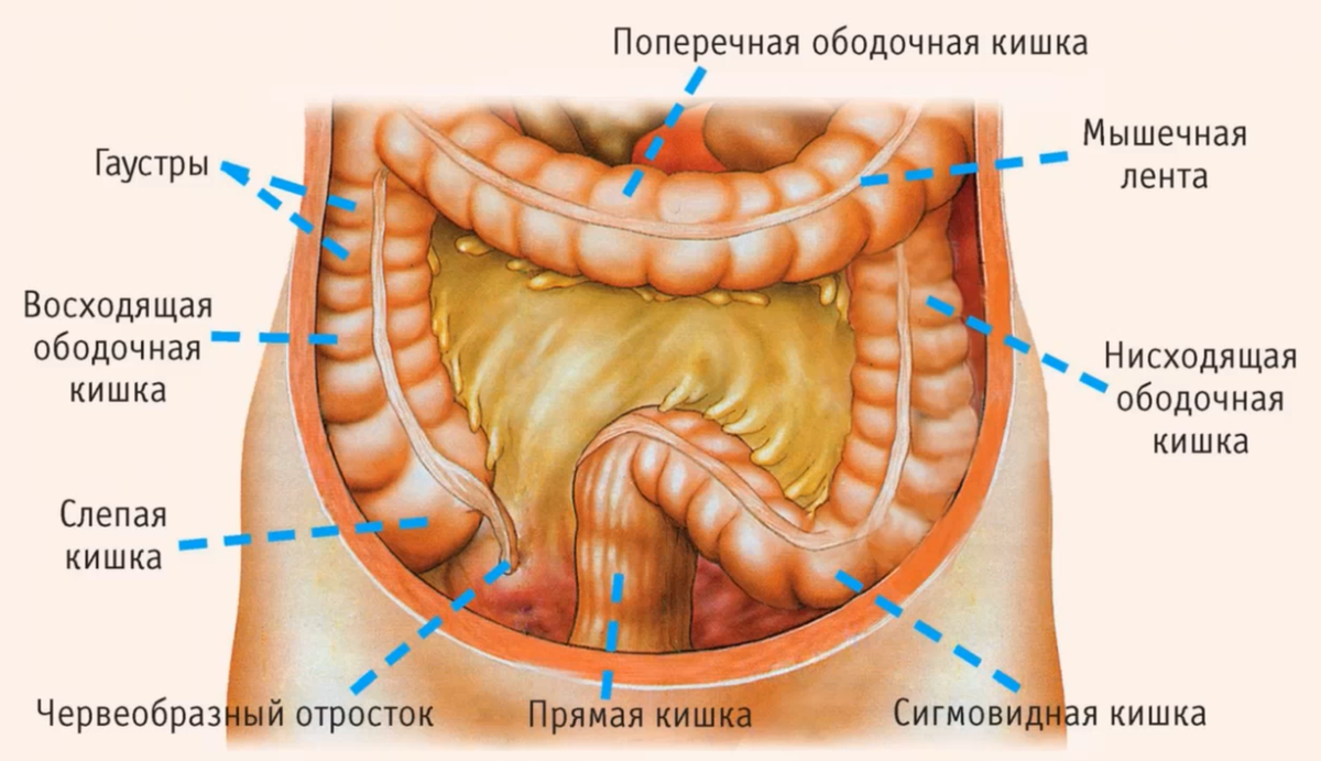 Внимание на сигмовидную кишку