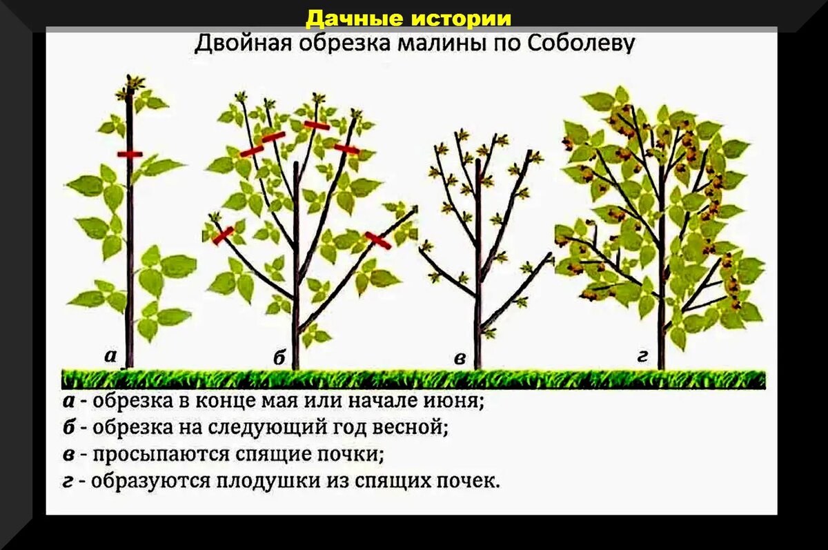 Обрезка малины осенью