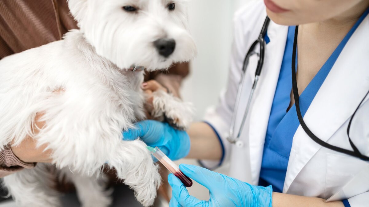 Вакцинация животных. Ветеринар лабораторные исследования. Ветеринарная дерматология. Ветеринар вакцинация