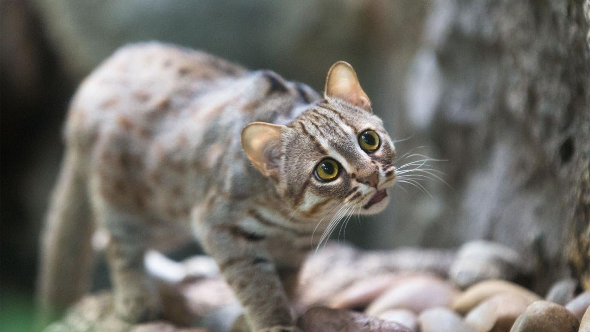 — Как-то неинтересно, может ну его этот сезон размножения?