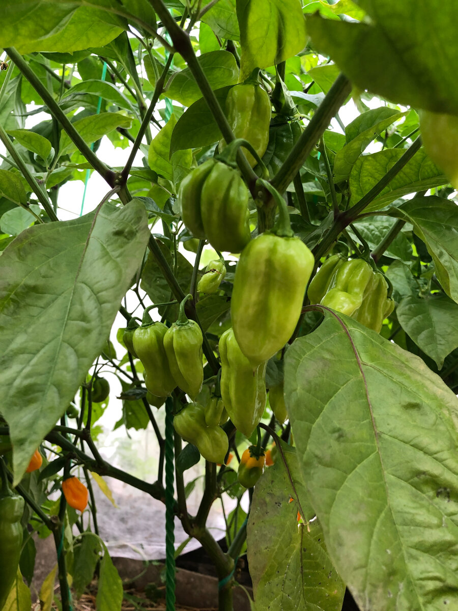 ‘Хабанера’ - плодообилен.