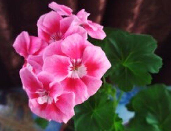 Безымяшка от Светланы.