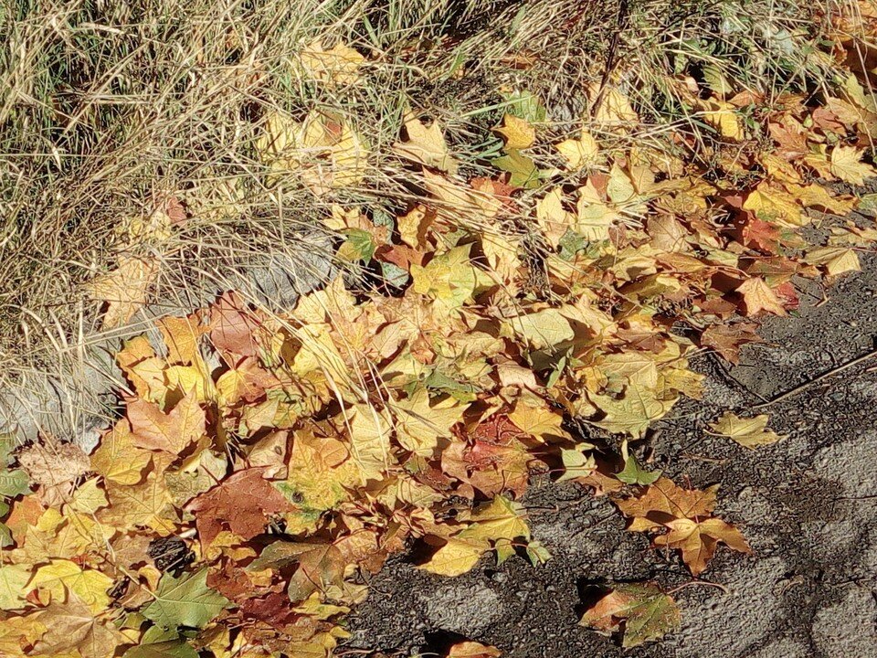     Погода будет радовать воронежцев, минимум, до 10 октября Елена ФЕДЯШЕВА