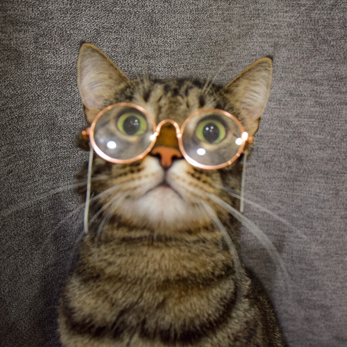 Вас заметили (=🝦 ﻌ 🝦=)