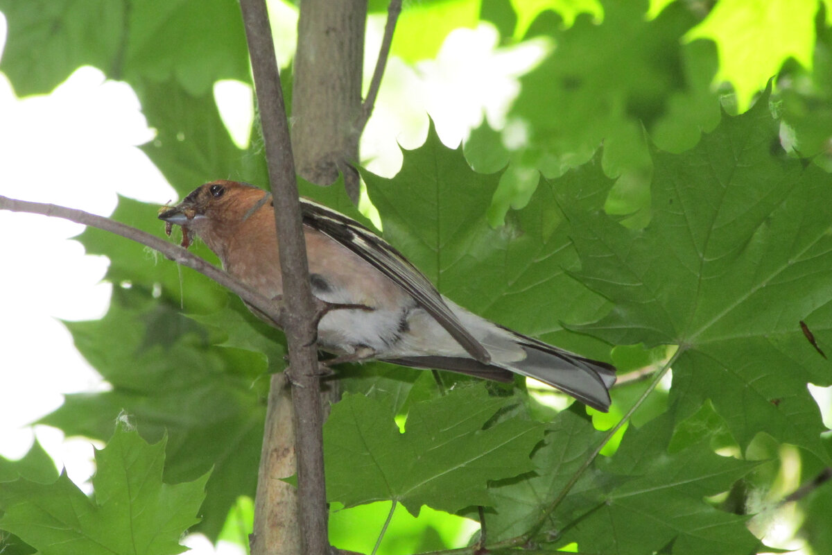 Самец с добычей для птенцов