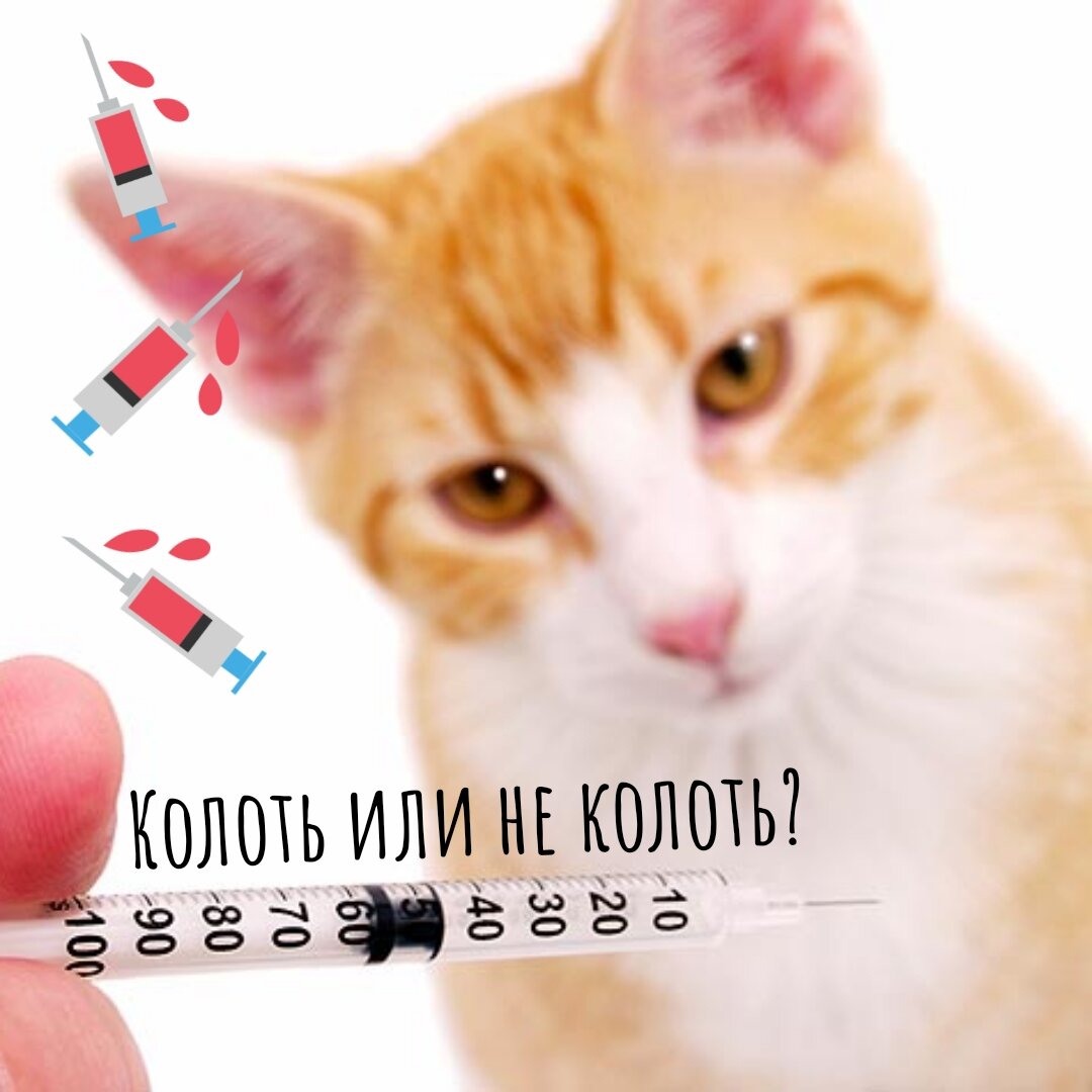 Инъекции и кошки | КОТанутый доктор🐱 | Дзен