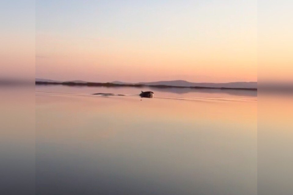     Взросла косатка с двумя детенышами зашла в Амур из Охотского моря  Скриншот с видео