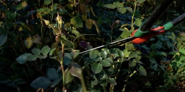 Обрежьте побеги на высоту 50–80 см. Кадр: Procvetok/YouTube📷
