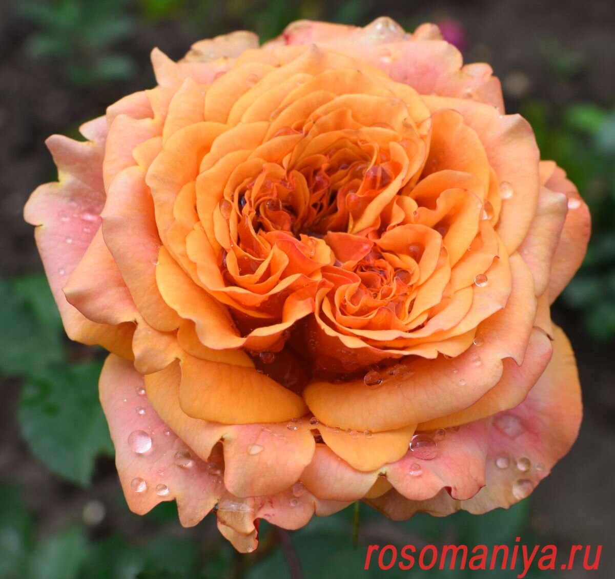 фото с сайта питомника, открытый доступ