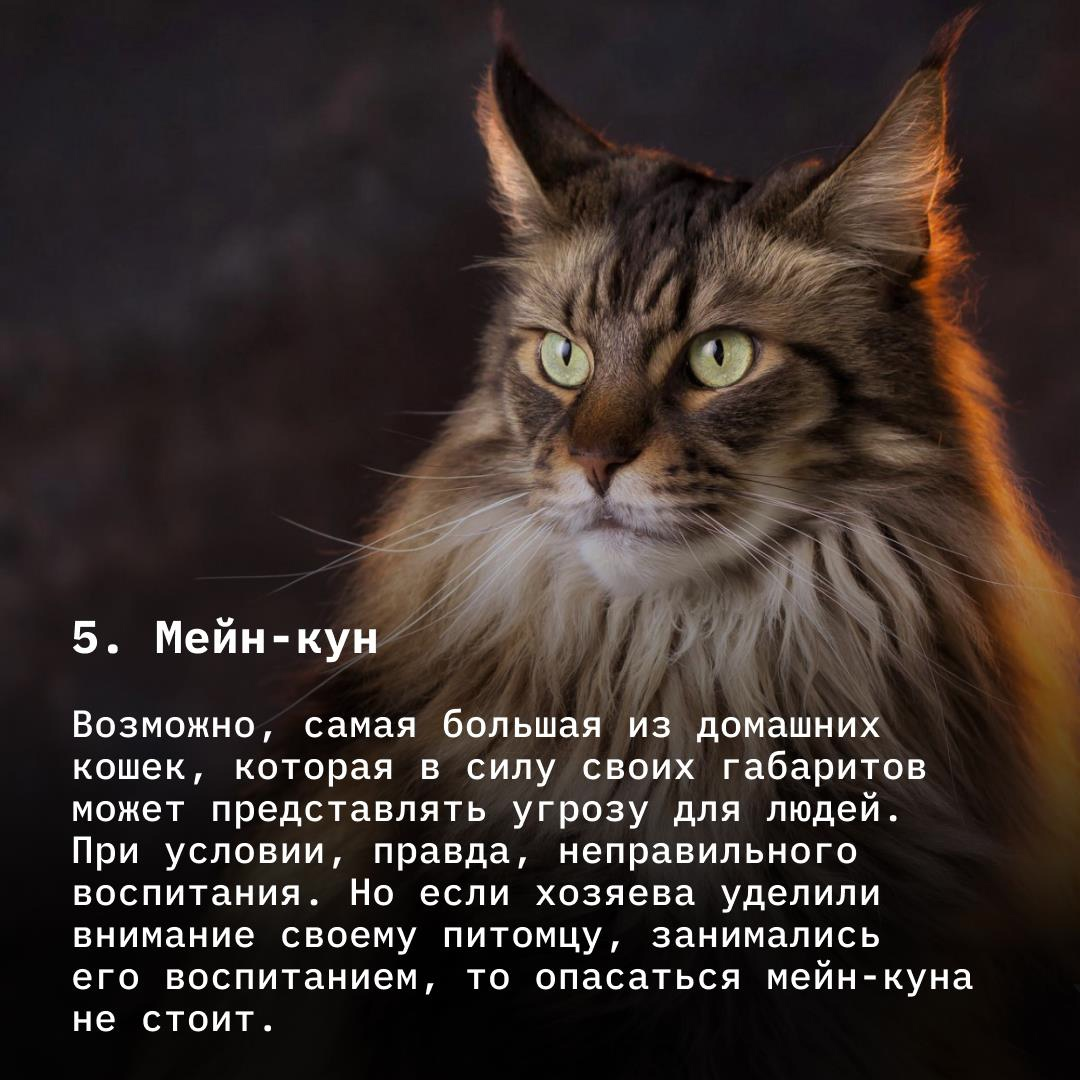 Убийца, который ходит сам по себе: самые опасные породы кошек, которые вас  удивят | TechInsider | Дзен