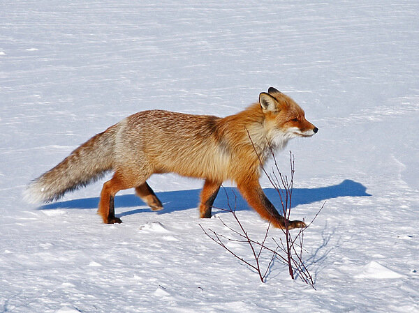     фото: Fotolia.com